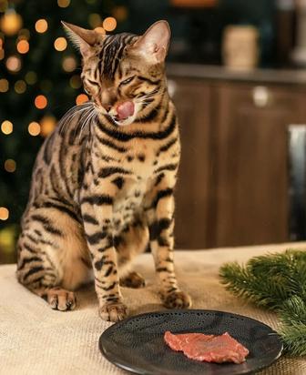 Бенгальские котята