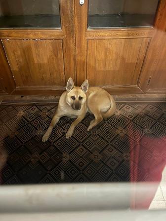 Ит жоғалды, сүйіншісі бар!