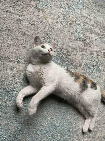 Кошка в поисках дома