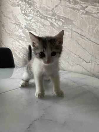 Отдам в добрые руки, котенка.