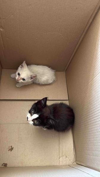 Отдам двух котят
