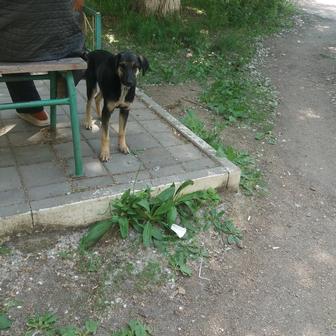Отдам девочку собачку
