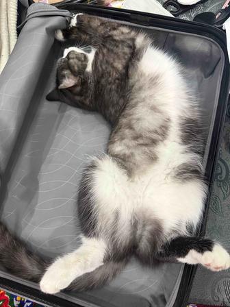 Отдам кота в хорошие руки