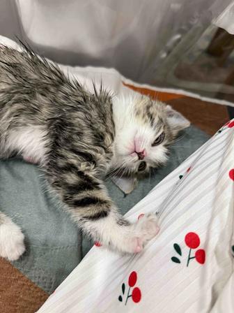 Бесплатно котенок