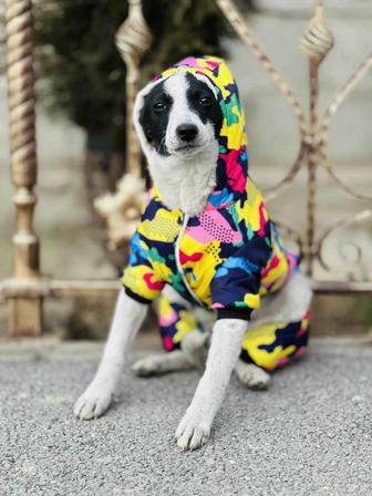 Тео. Щенок мальчик с вет паспортом