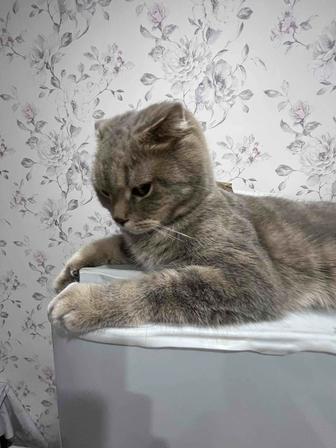 Кошка Скоттиш Фолд