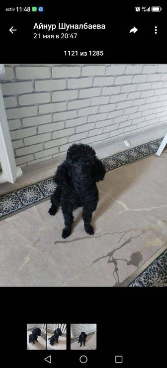 Пропала собака породы пудель