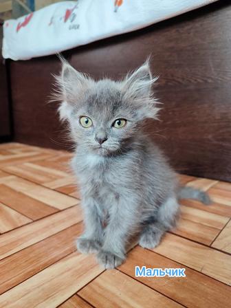 Котята ищут дом
