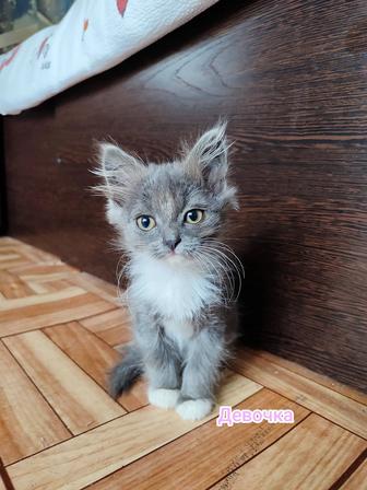 Котята ищут дом