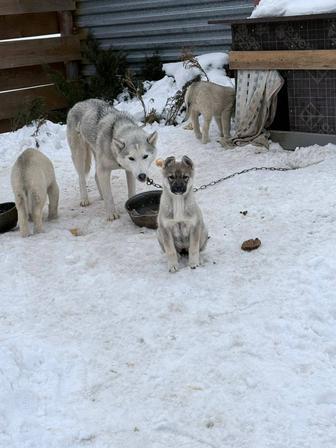 Щенки хаски