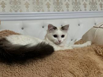 Кошка