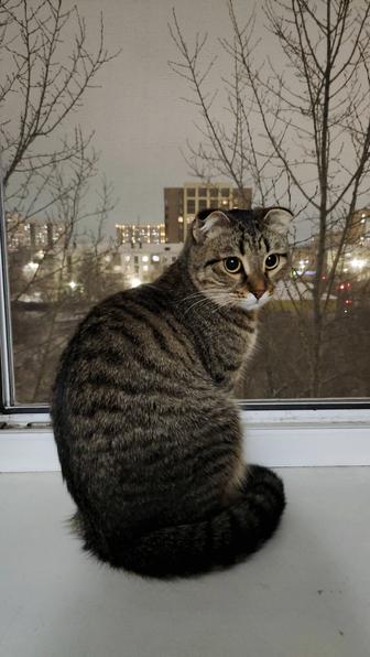 Кошка срочно!