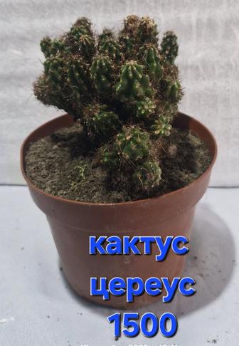 Кактусы на продажу