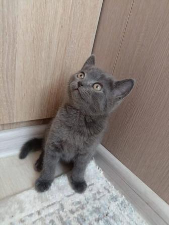 Котенок британский