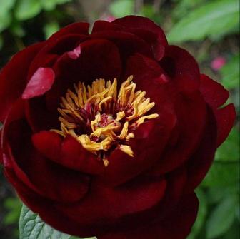 Темно-бордовый пион Баккай Белль