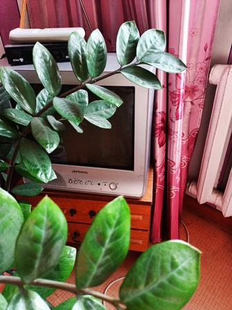 Продам телевизор в рабочень состоянии