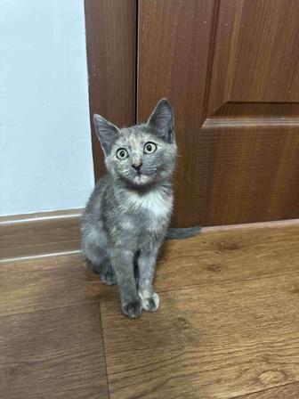 Котенок ищет дом