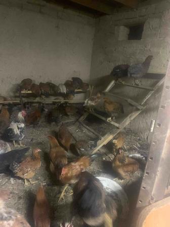 Несушки Куры молодки и петухи жас тауыктар кораздар разных пород несушки