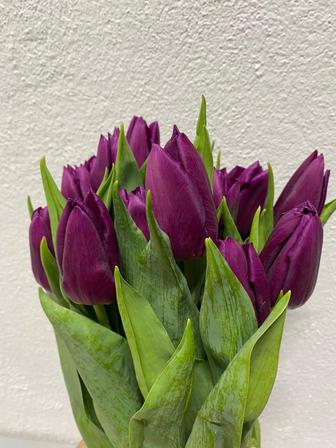 Тюльпан оптом