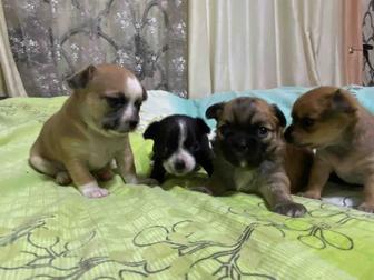 Щенки чихуахуа