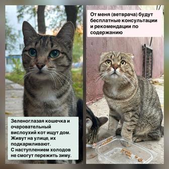Котики ищут дом