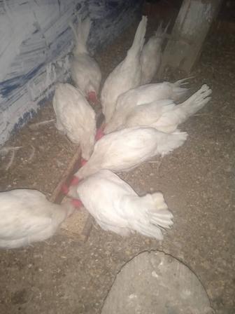 Куры несушки