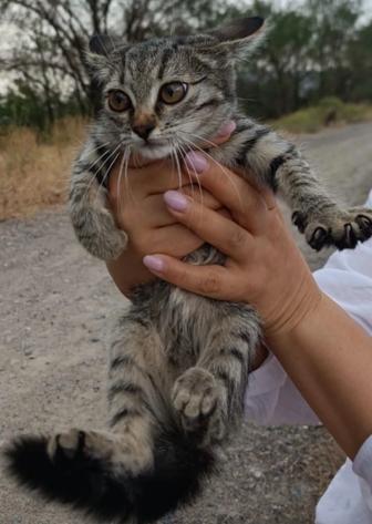 Котенок девочка