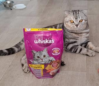 Отдам кота в хорошие руки