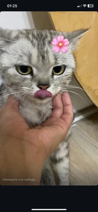 Кошка