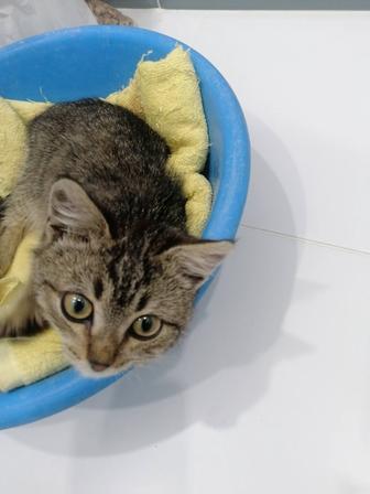 Отдам бесплатно красивого котенка