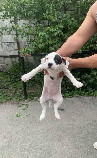 Энергичная малышка питбуль твой верный друг на всю жизнь