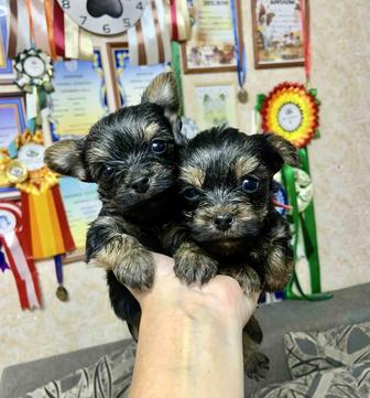 Щенки йоркширского терьера