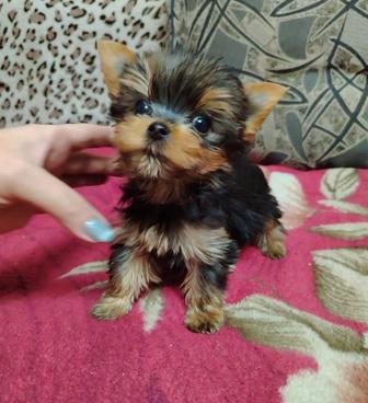 Щенки йоркширского терьера