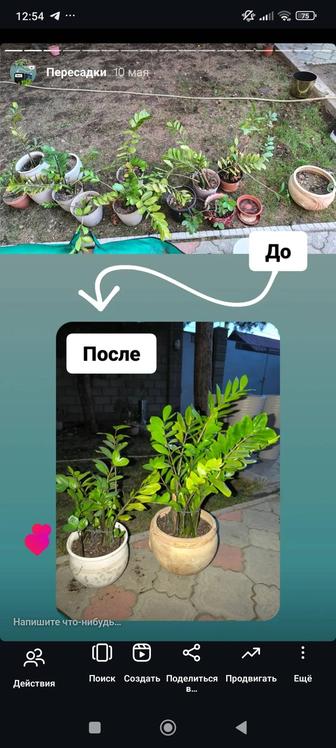 Услуга пересадки и реанимации комнатных растений
