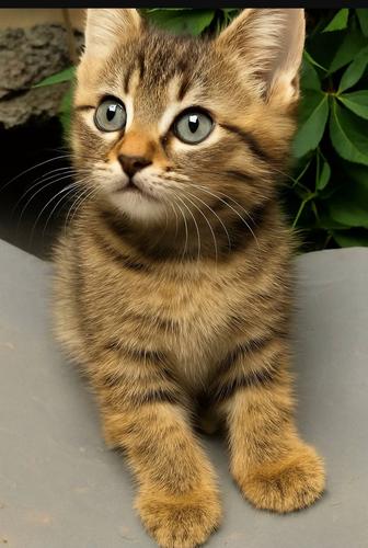 Милая девочка котенок.