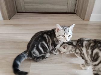 Скоттиш фолд 
Шотландский