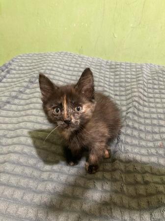 Отдам котят в хорошие добрые руки