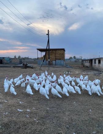 Индейка Үндік