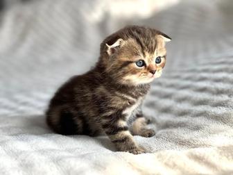 Шотландский вислоухий котенок