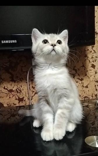 Шотландская девочка. Скоттиш страйт.