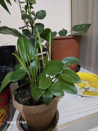 Комнатные цветы