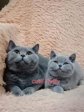 Британские котята
