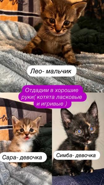 Котята отдам даром
