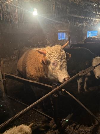 Бык симментал