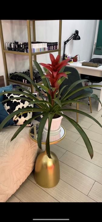 Продам цветок Гузмания (материнское сердце)