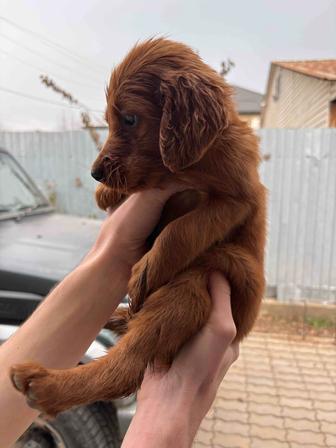 Ирландские сеттеры щенки