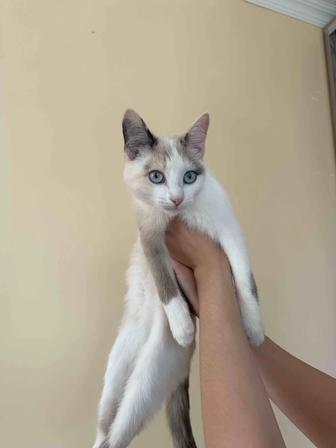 Отдам котенка в добрые руки