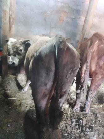 Продам 6 голов бычков откормленные