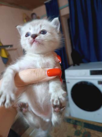 Кошки