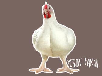 Инкубационные яйца бройлеров росс 308 под заказ